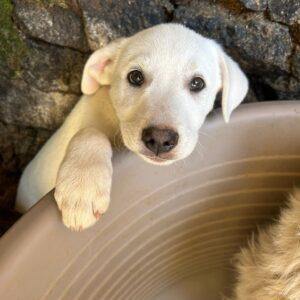 Argo - Maschio  3 Mesi (Nato Indicativamente A Metà Gennaio 2026)  Razza: Meticcio Simil Pastore  Taglia: Medio Grande